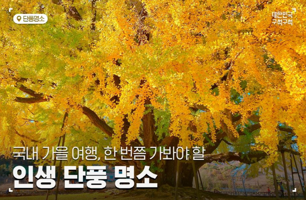 우리나라 단풍의 특징