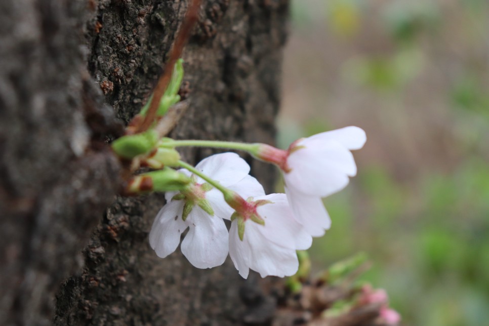 홍릉시험림(홍릉수목원) #페이지 토.일요일서울가볼만한곳 63