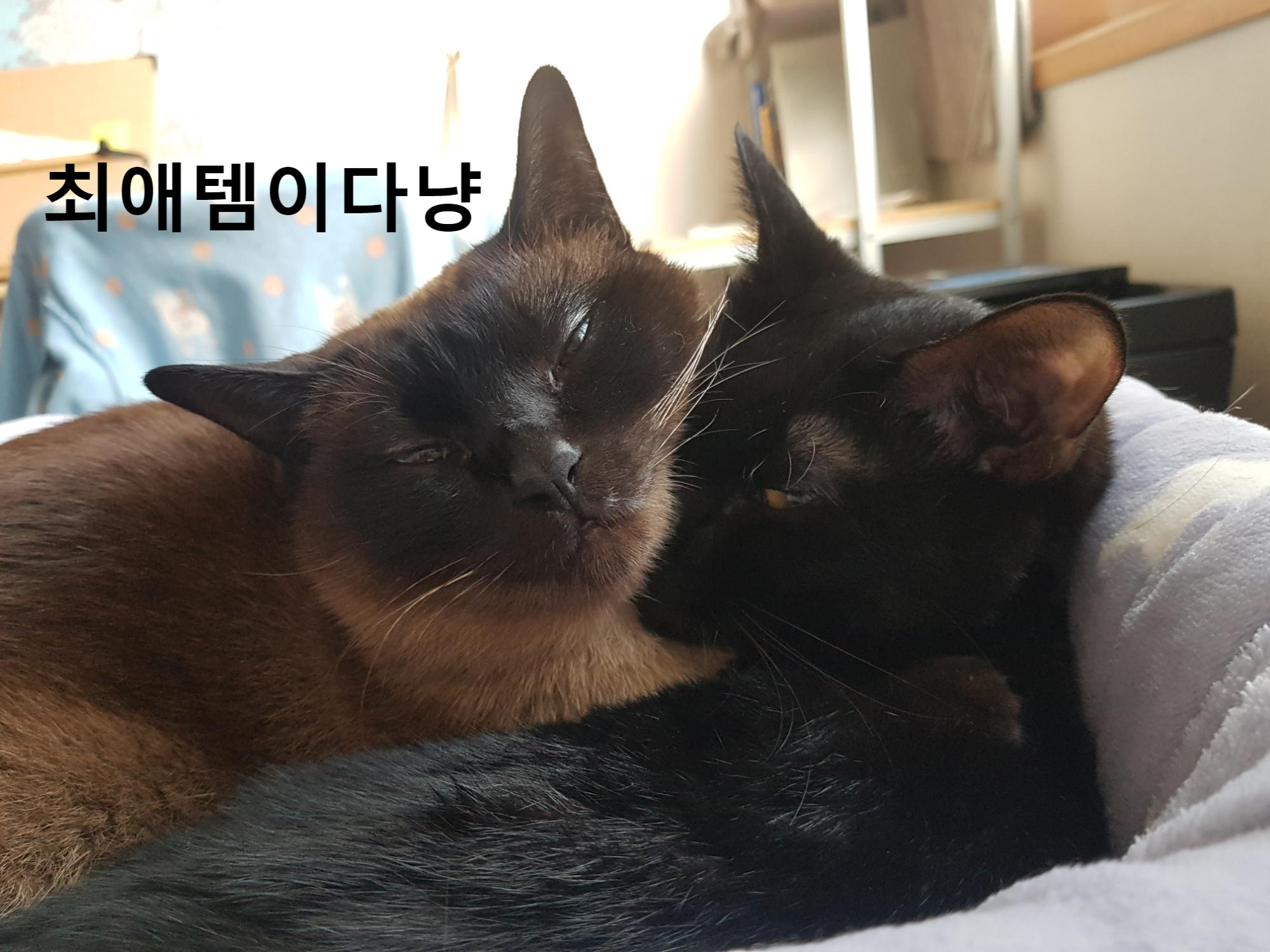  고양이 바구니(박스) 만들기_고양이 셀프(DIY) 가구