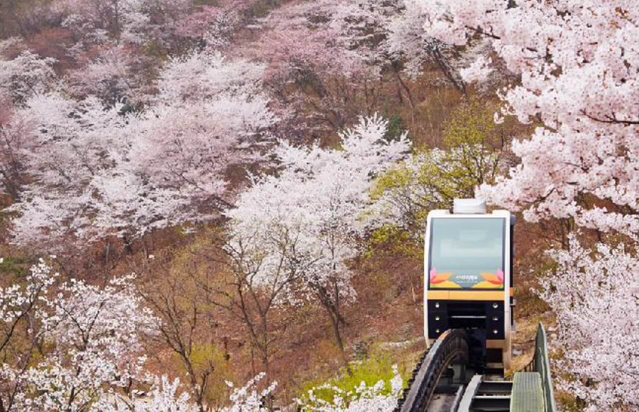 화담숲 벚꽃