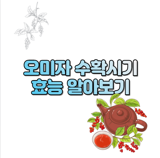  오미자 수확시기, 오미자 효능 알아 보기