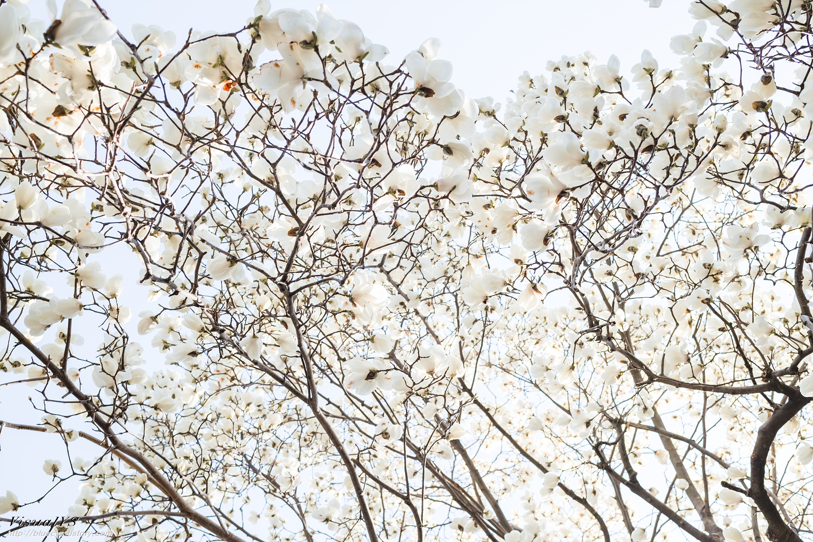 화려한 목련.. 24