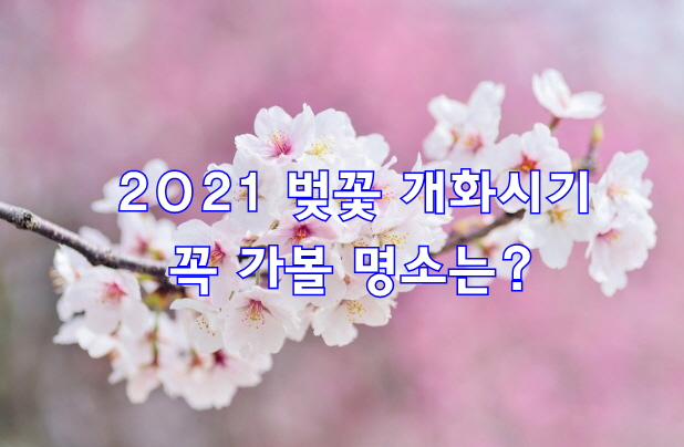  2021 벚꽃 개화시기 꼭 가볼 명소는?
