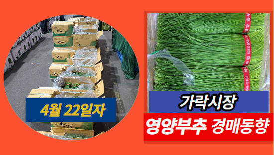  [경매사 일일보고] 4월 22일자 가락시장 영양부추 경매동향을 살펴보겠습니다!