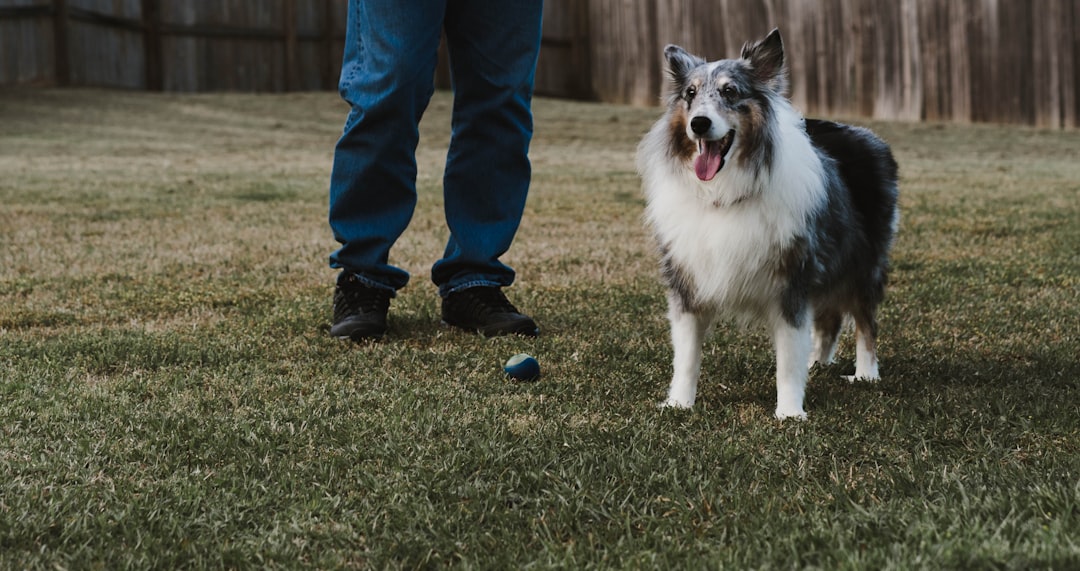 Dog breed.