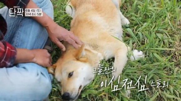 동물극장 절친 이용오 반려견, 동해, 동해, 동해, 자연제작, 아일랜드 위치 19차 동물극장 절친 황도, 동해, 동해, 아일랜드 블루스 촬영지 6월 4일 4