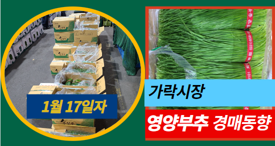  [경매사 일일보고] 1월 17일자 가락시장 영양부추 경매동향을 살펴보겠습니다!