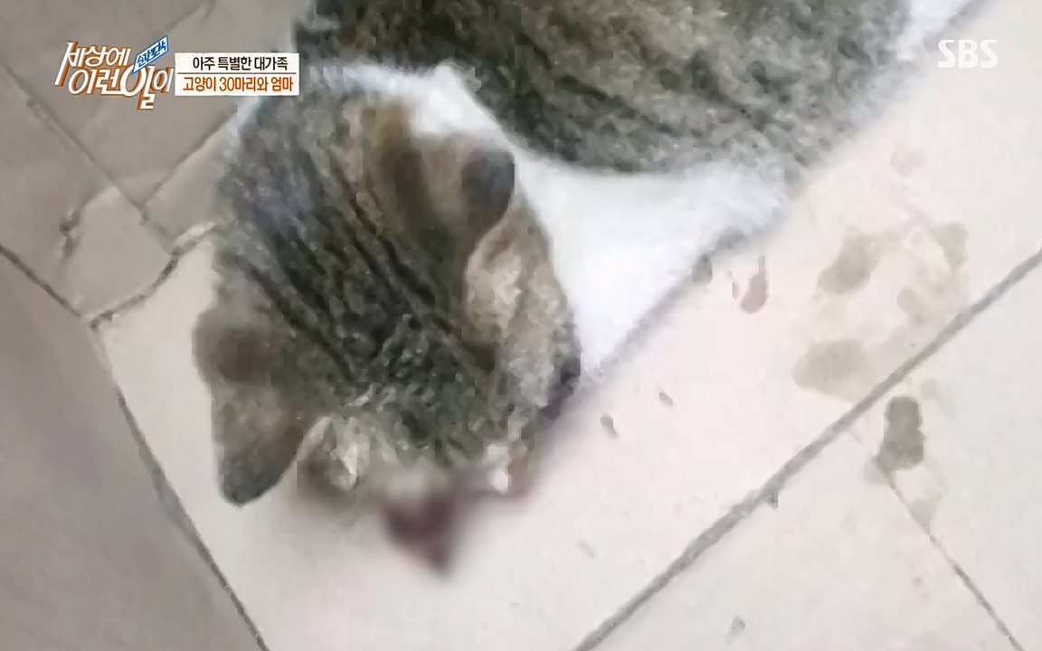 순간포착 세상에 이런일이.E1173.220330p-NEXT.mp4_20220330_174803.122.jpg
