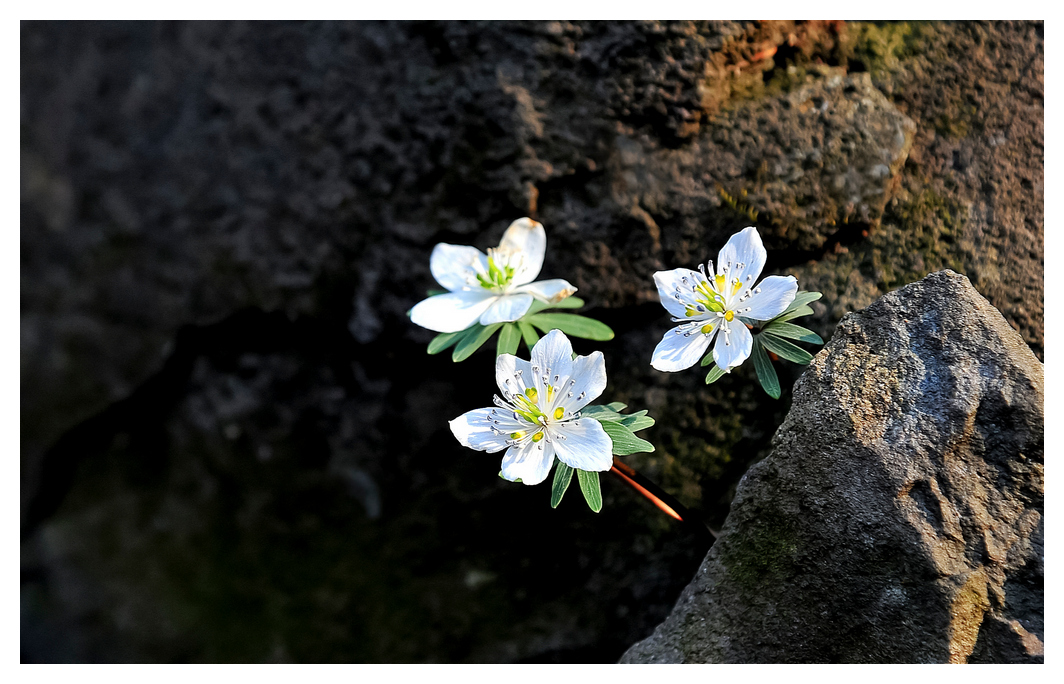 변산바람꽃 11