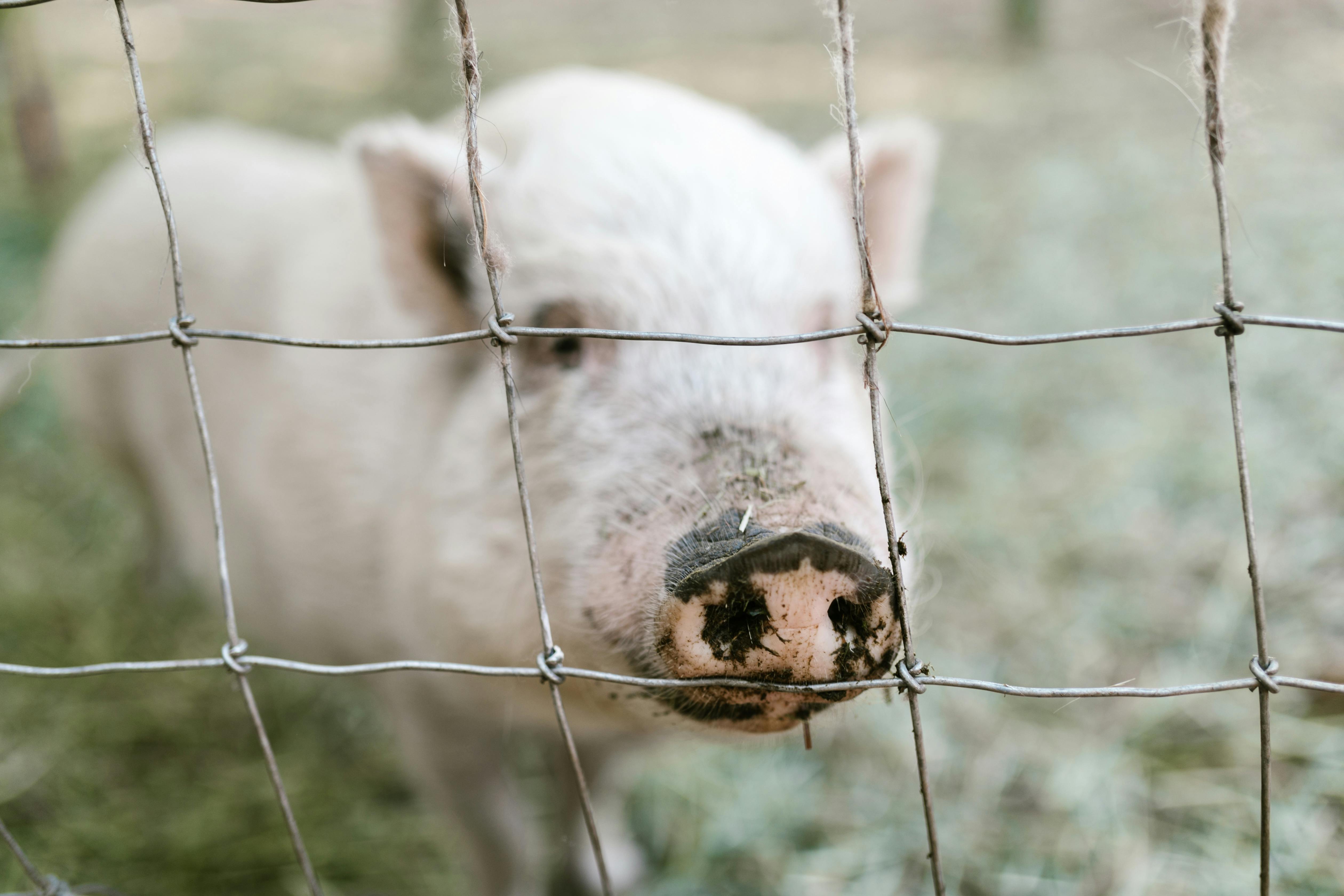 아프리카돼지열병: 돼지 산업을 위협하는 치명적 바이러스의 모든 것