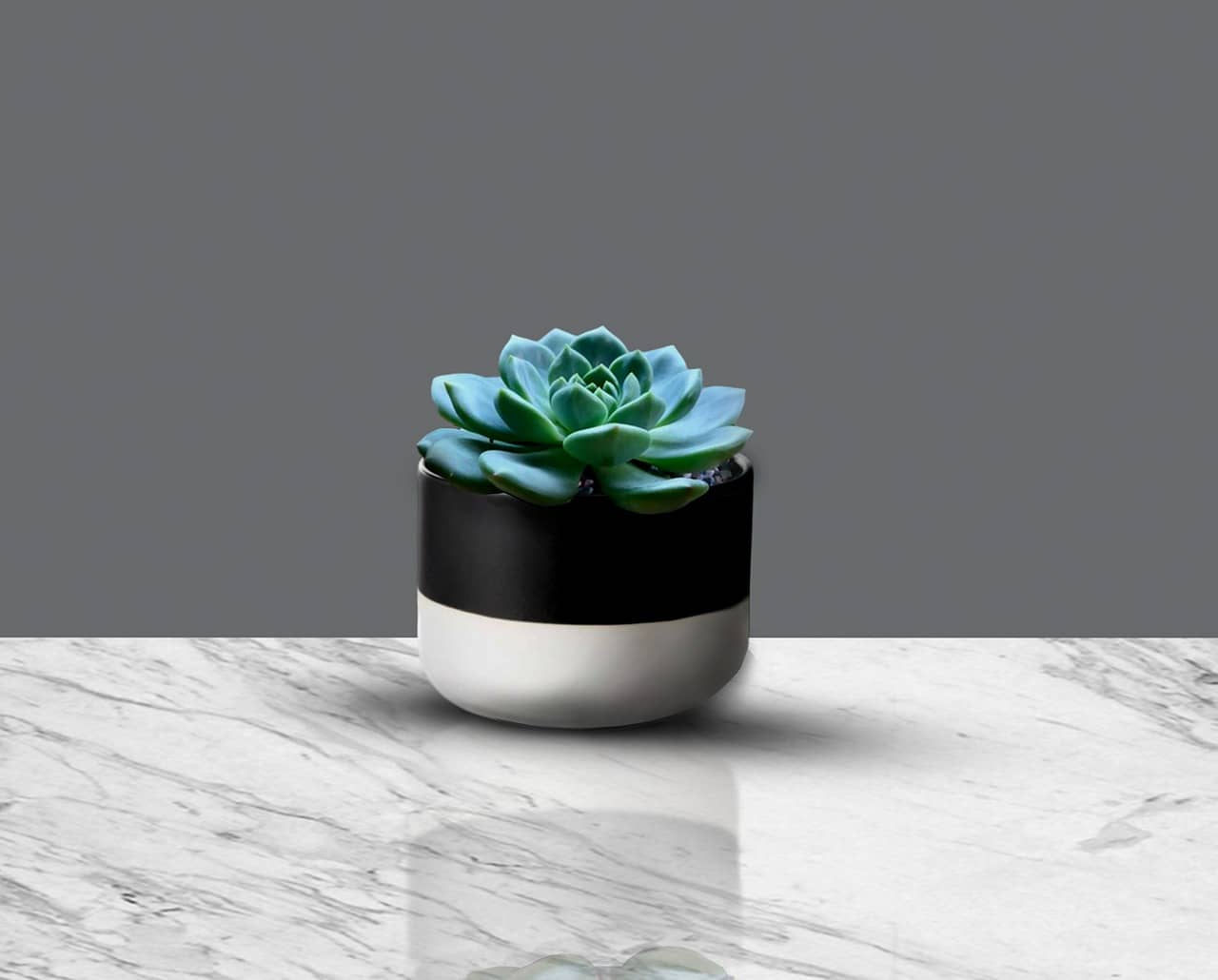 겨울철 실내 식물 관리 – 초보자를 위한 월동 준비와 생존 전략 - Indoor Plant Selection Tips for Beginners