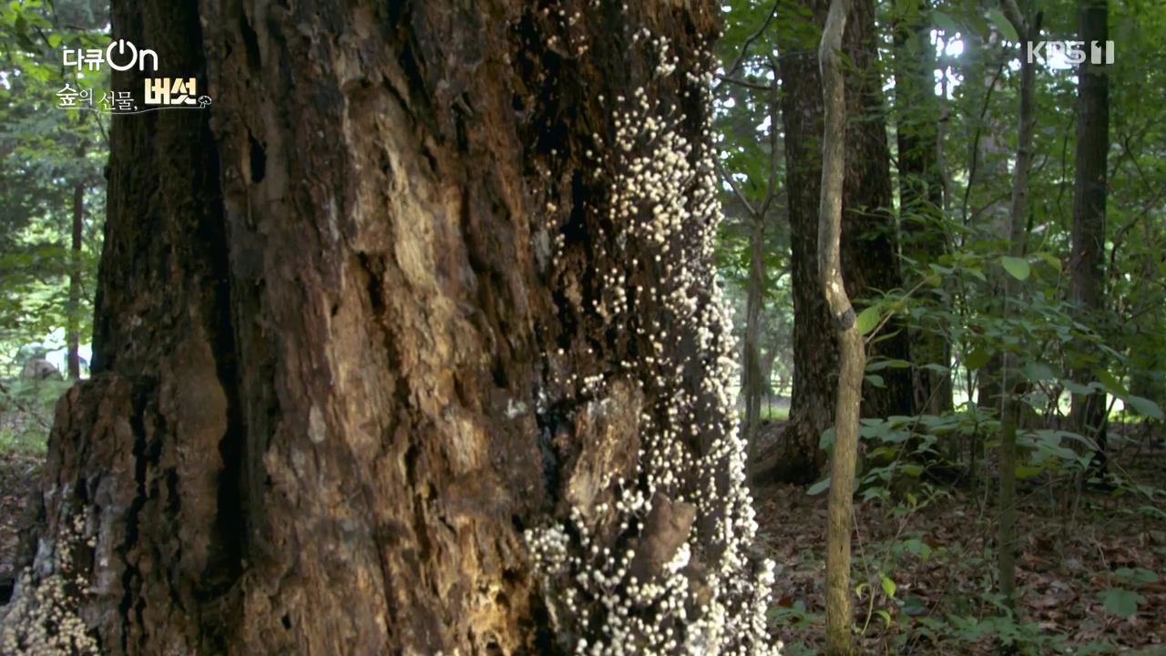 다큐 온.E227.231120p-NEXT.mp4_20231121_201850.679.jpg