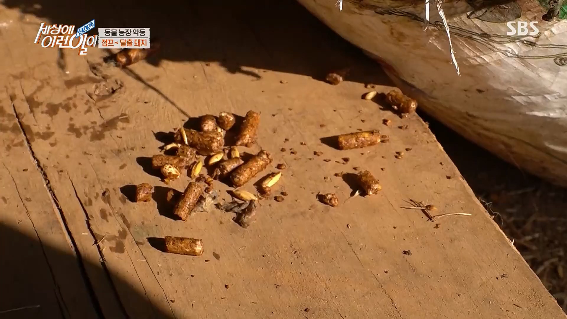 순간포착 세상에 이런일이.E1221.230314p.H264-F1RST.mp4_20230315_141007.623.jpg