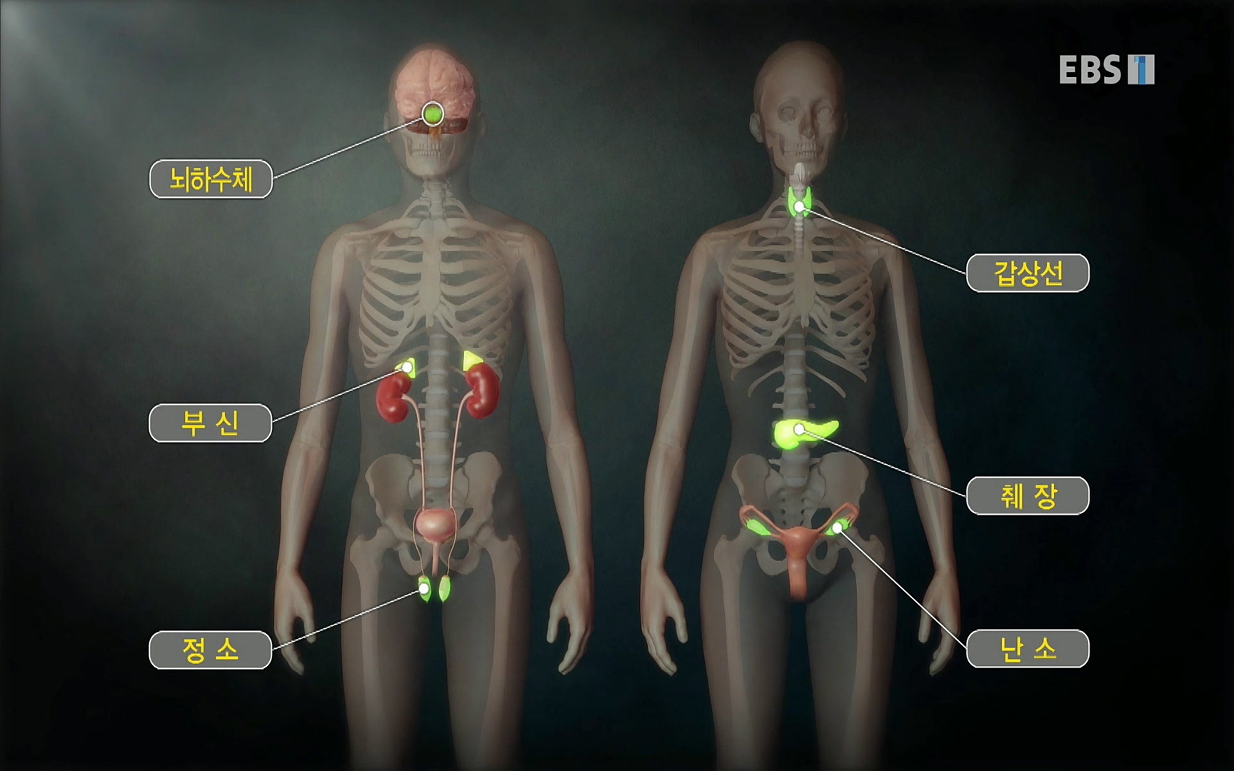 EBS 명의 헬스케어 - TV - 교육의 중심 EBS내 몸을 지배하는 7가지 호르몬 3부, 운동이 밥이다! .mp4_20220711_202504.354.jpg