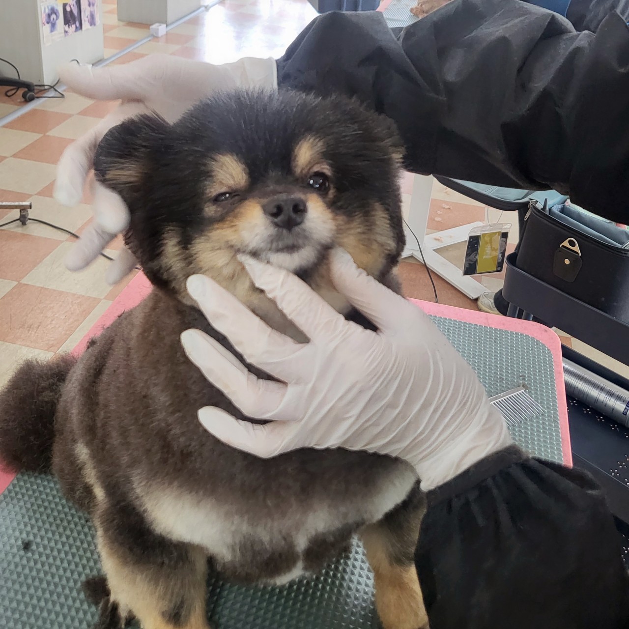 애견미용 정애견미용학원 김해점 실견실습