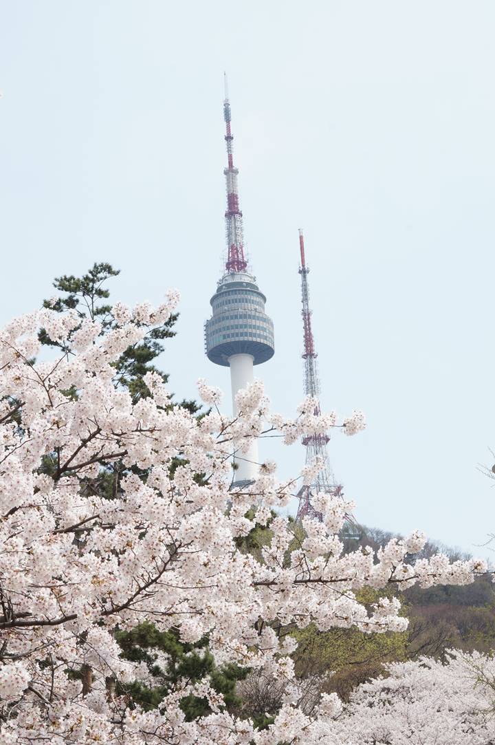 서울타워-벚꽃-페스티벌-블라썸-타워