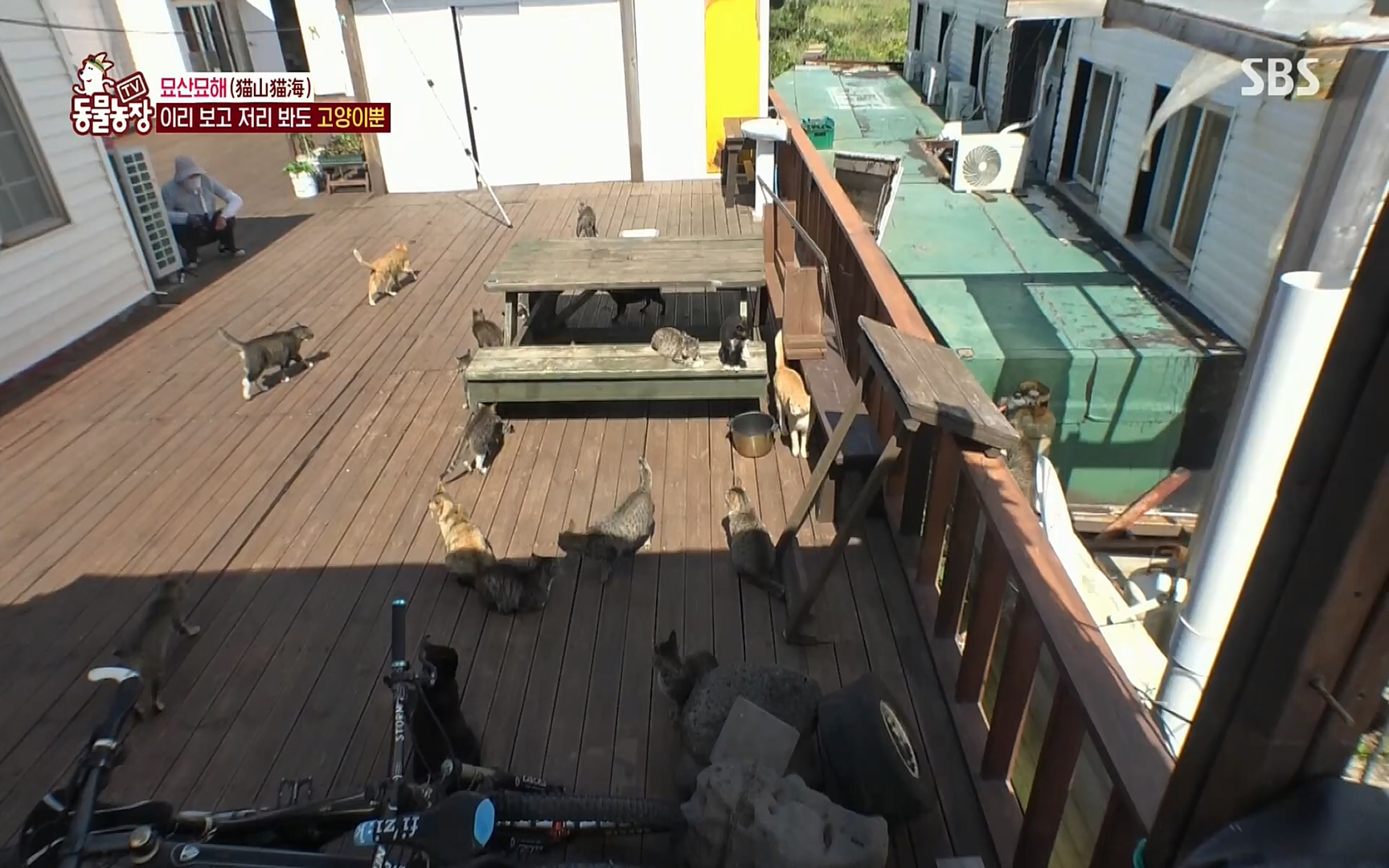 TV 동물농장.E1077.220710p.H264-F1RST.mp4_20220710_175427.586.jpg