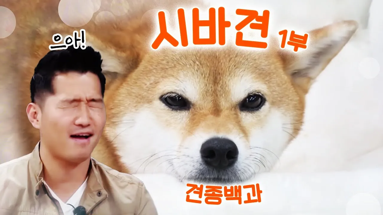 시바견 분양 가격 성격 몸무게 장단점 털빠짐_4