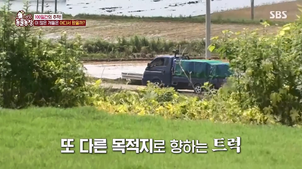 TV 동물농장.E1129.230716p.H264-F1RST.mp4_20230716_183640.754.jpg