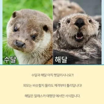 해달 이미지