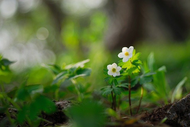 바람꽃