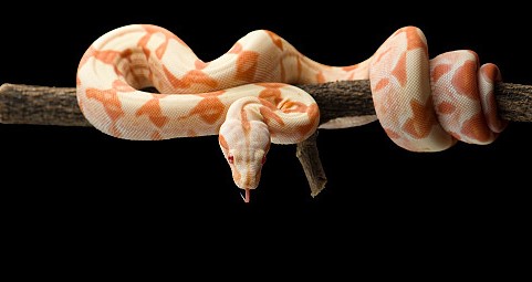 나오는 꿈은 어떤 꿈일까요? 뱀 꿈의 해몽, 뱀. 9