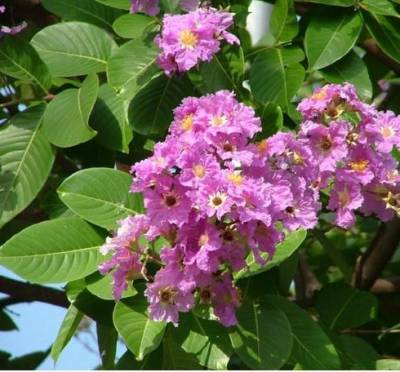 Lagerstroemia speciosa : 바나바리프