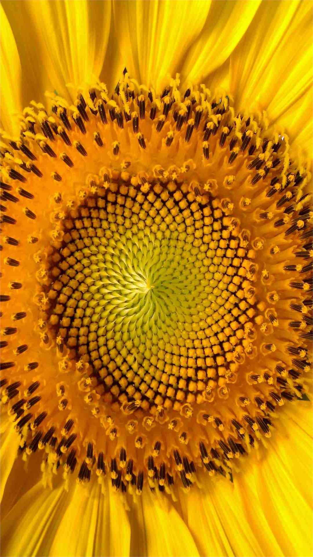 Sunflower iPhone Wallpaper