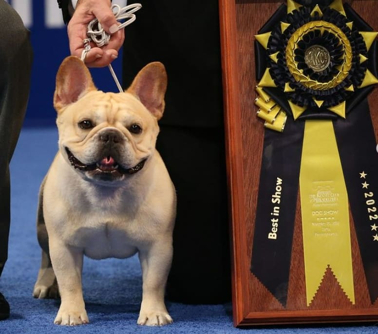 프랑스 불독 윈스턴&#44; 2022년 내셔널 도그 쇼에서 우승하다 VIDEO: Winston the French Bulldog Wins the 2022 National Dog Show