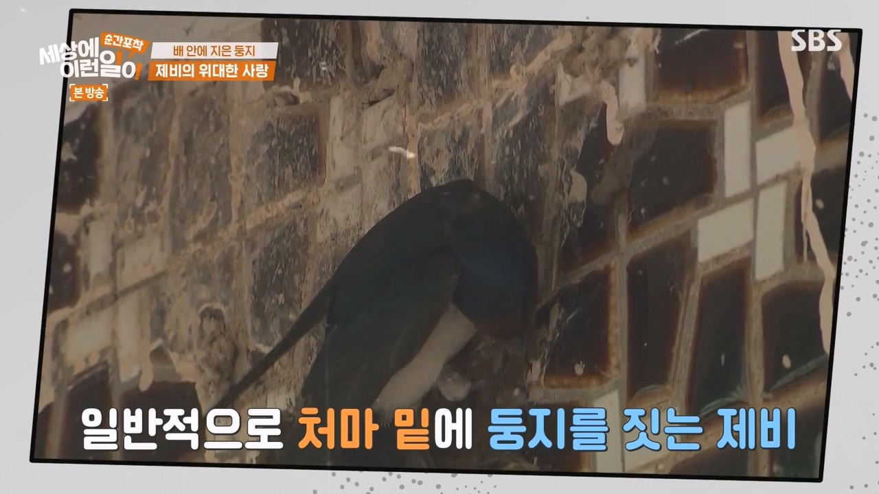 순간포착 세상에 이런일이.E1238.230723p-NEXT.mp4_20230724_205447.239.jpg