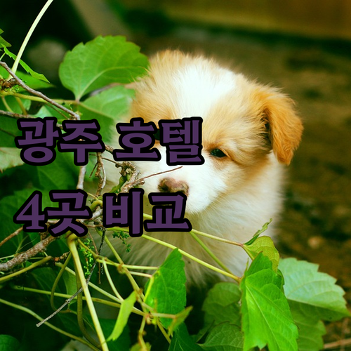 광주 호텔 어디가 좋을까 인기 호텔 