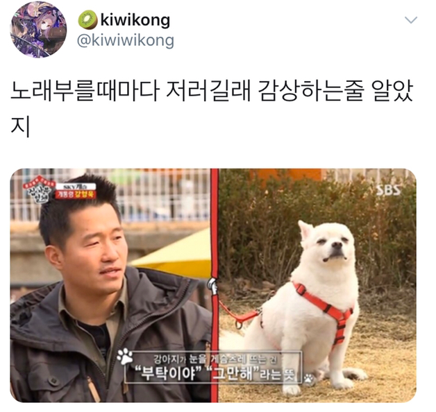 노래 부를 때마다 댕댕이가 이렇게 보길래