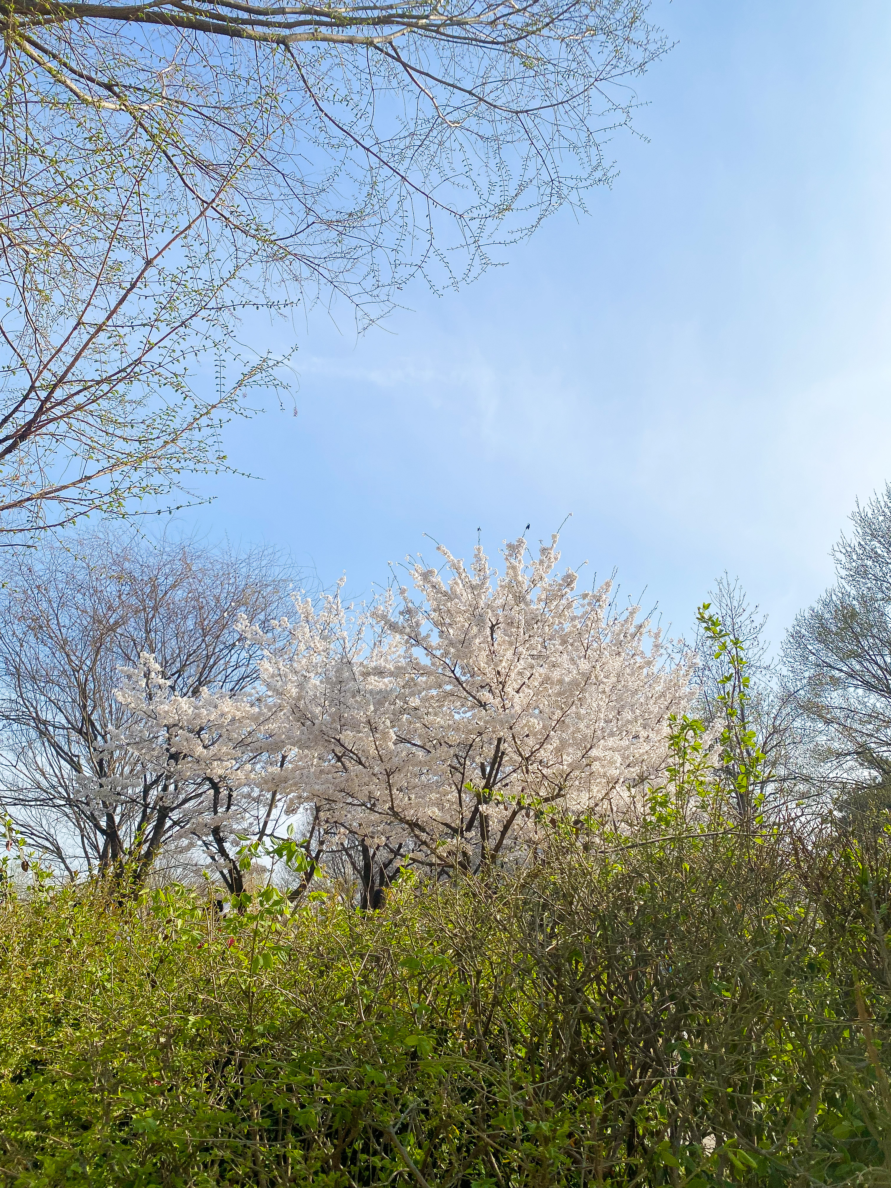 서울숲 벚꽃 02