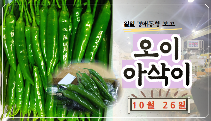  [경매사 일일보고] 10월 26일자 가락시장 오이아삭이 경매동향을 살펴보겠습니다!