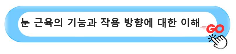 눈 근육의 기능과 작용 방향에 대한 이해하기