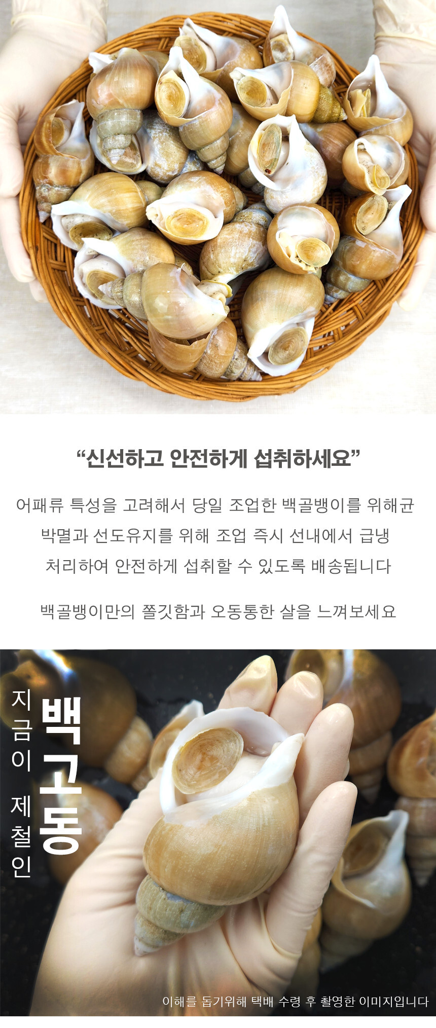  백고동 백골뱅이 추천