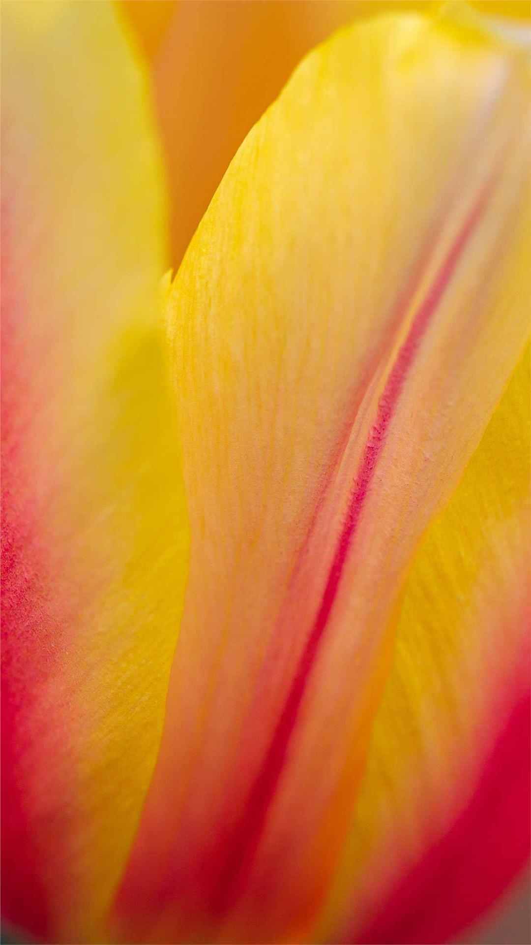 Tulip Flower iPhone Wallpaper