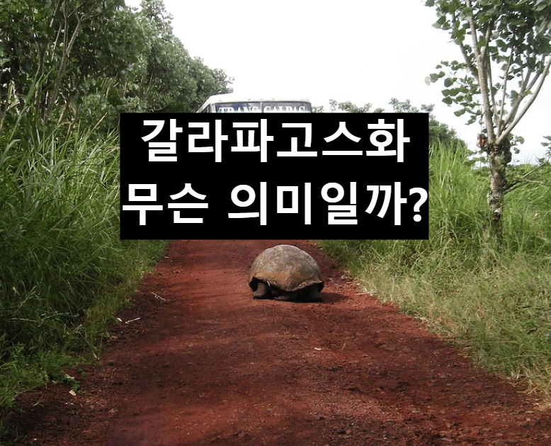  갈라파고스화되어 가고 있다?