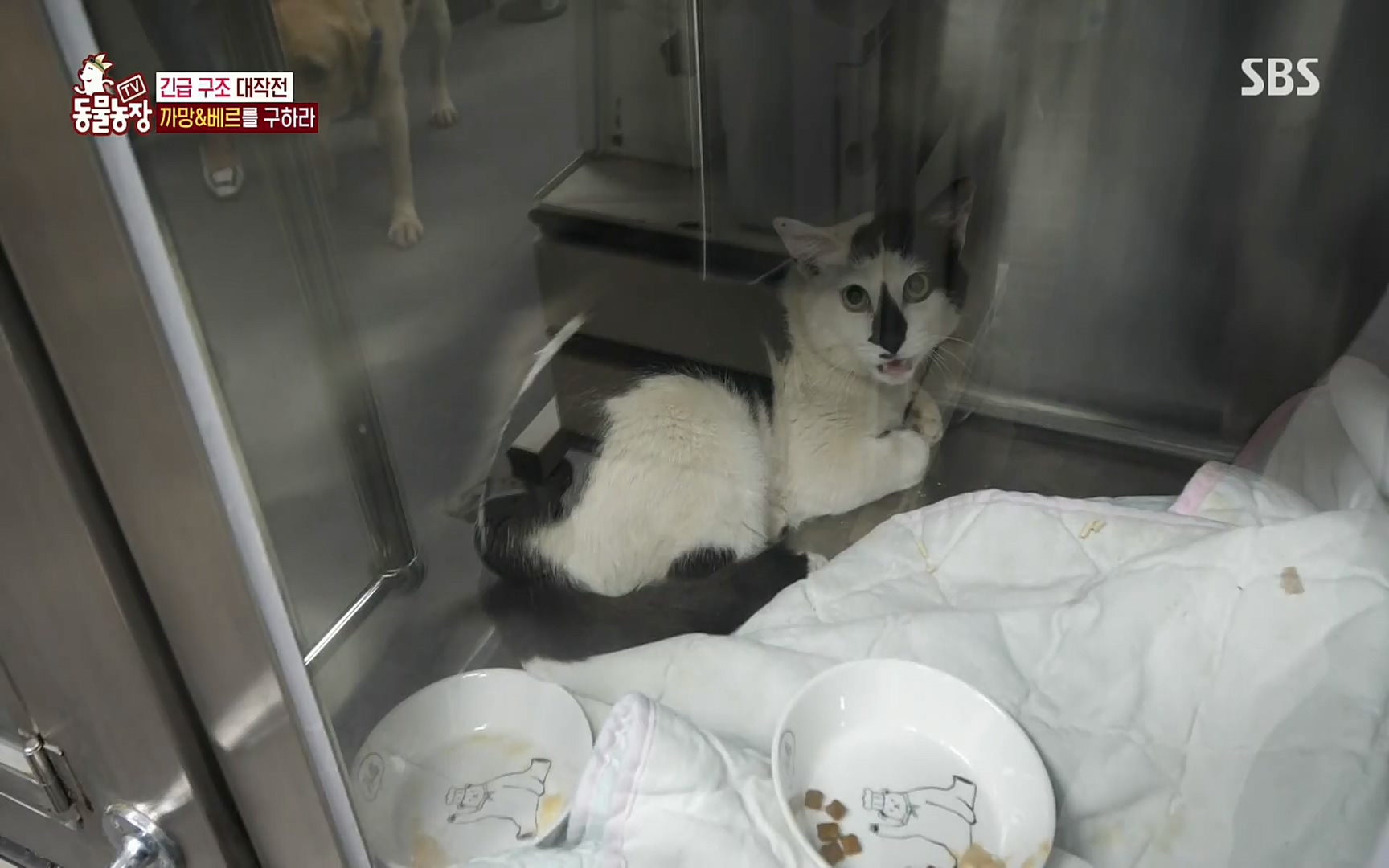 TV 동물농장.E1073.220612p.H264-F1RST.mp4_20220612_181353.775.jpg