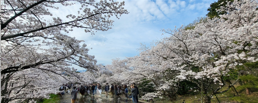 게아게 인클라인 폐철길의 사쿠라