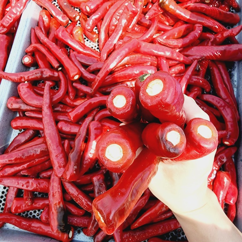 2022년 새고추냉이 고춧가루 꼭지 제거세정완료! 판매 20