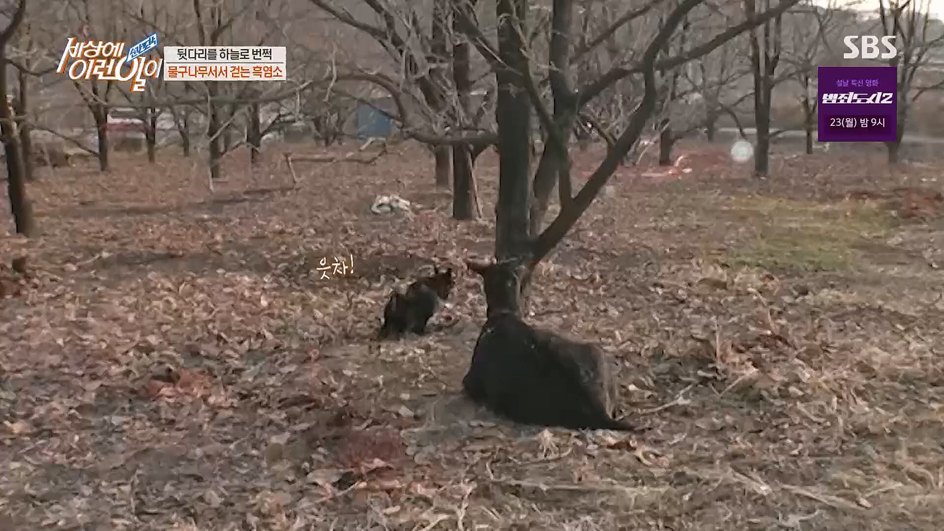 순간포착 세상에 이런일이.E1214.230117p.H264-F1RST.mp4_20230118_192432.272.jpg