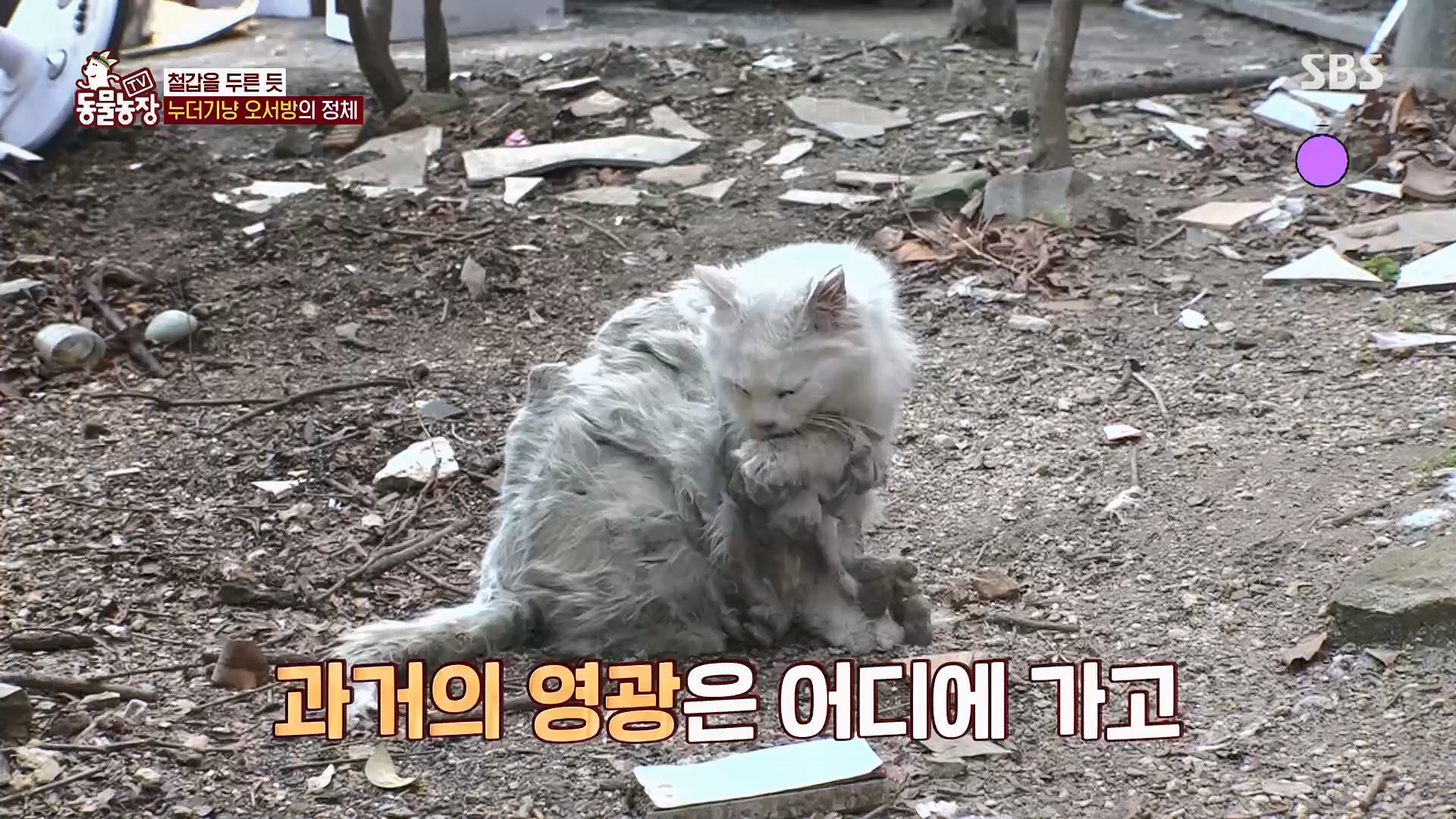 TV 동물농장.E1180.240714p.H264-F1RST.mp4_20240715_201737.100.jpg
