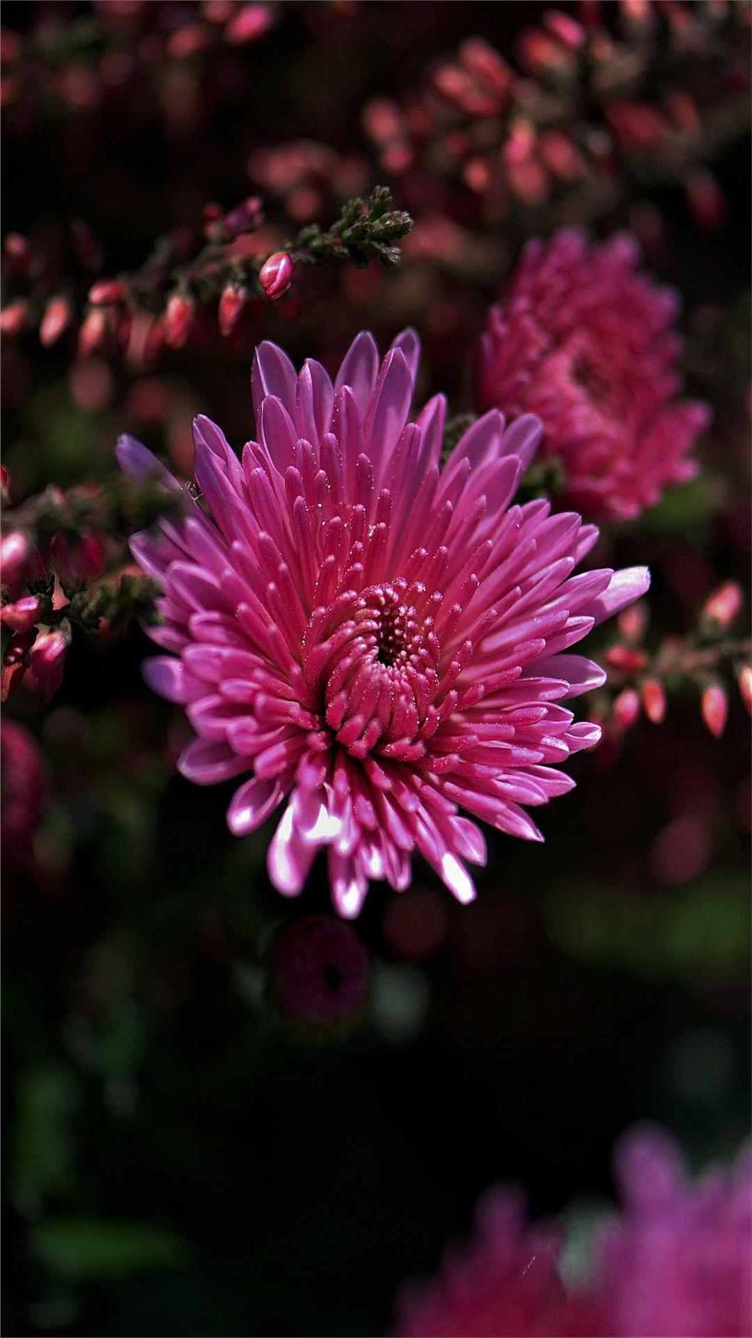 Chrysanthemum Flower iPhone Wallpaper