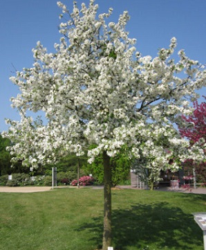 애기꽃사과나무 키우기 사계절 [2022 결산] (봄여름가을겨울 모습)