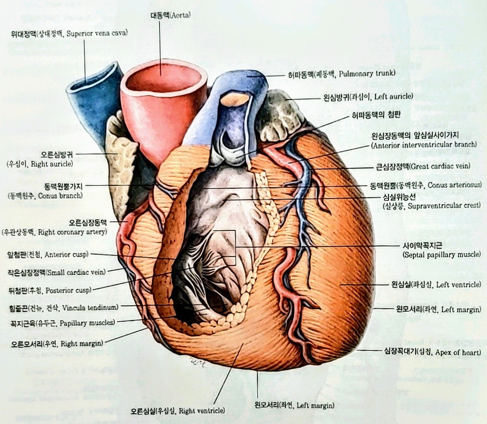  협심증(angina pectoris)증상, 종류와 치료방법