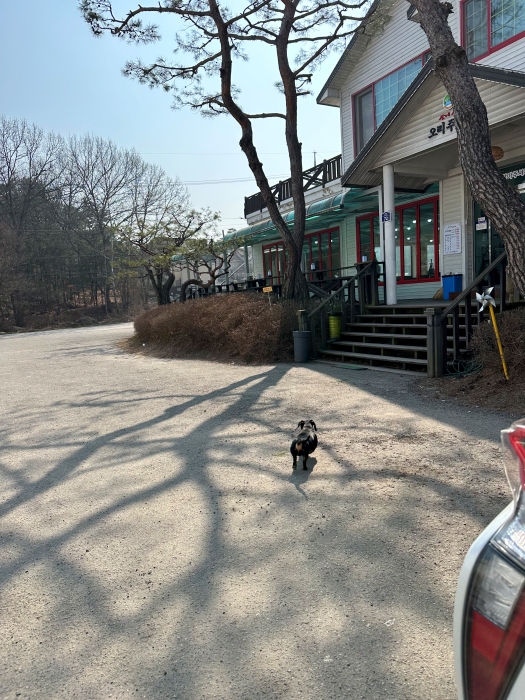 여주 반려오리 주물럭 사나에 먹는 사나에 오리 주물럭