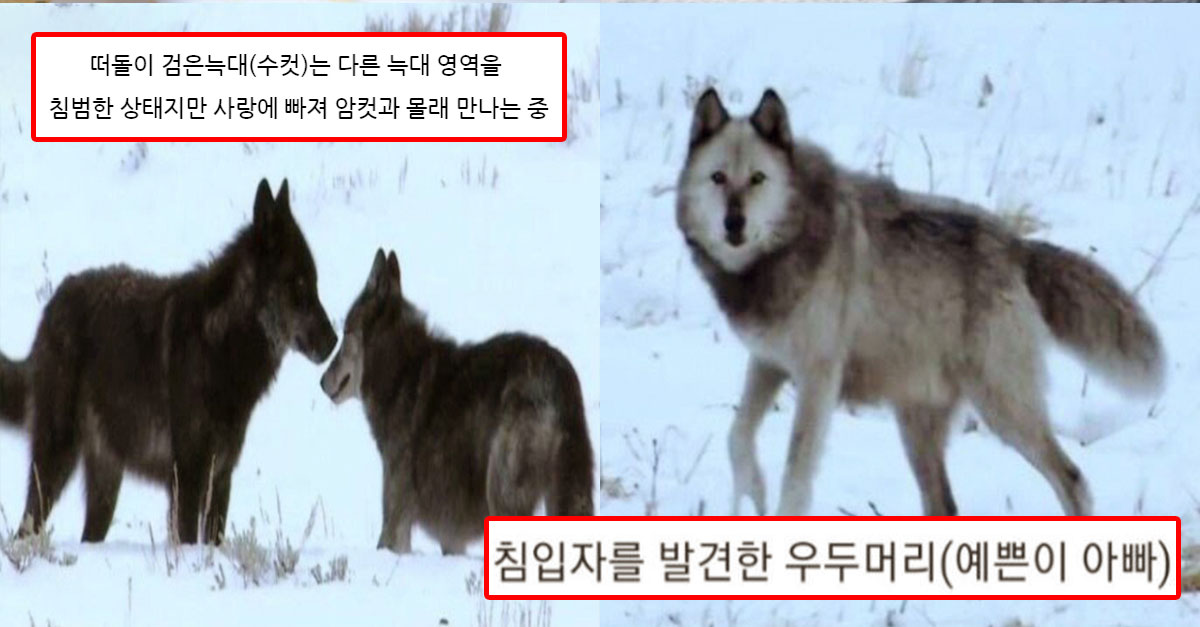  늑대의 세계 주말 부부들