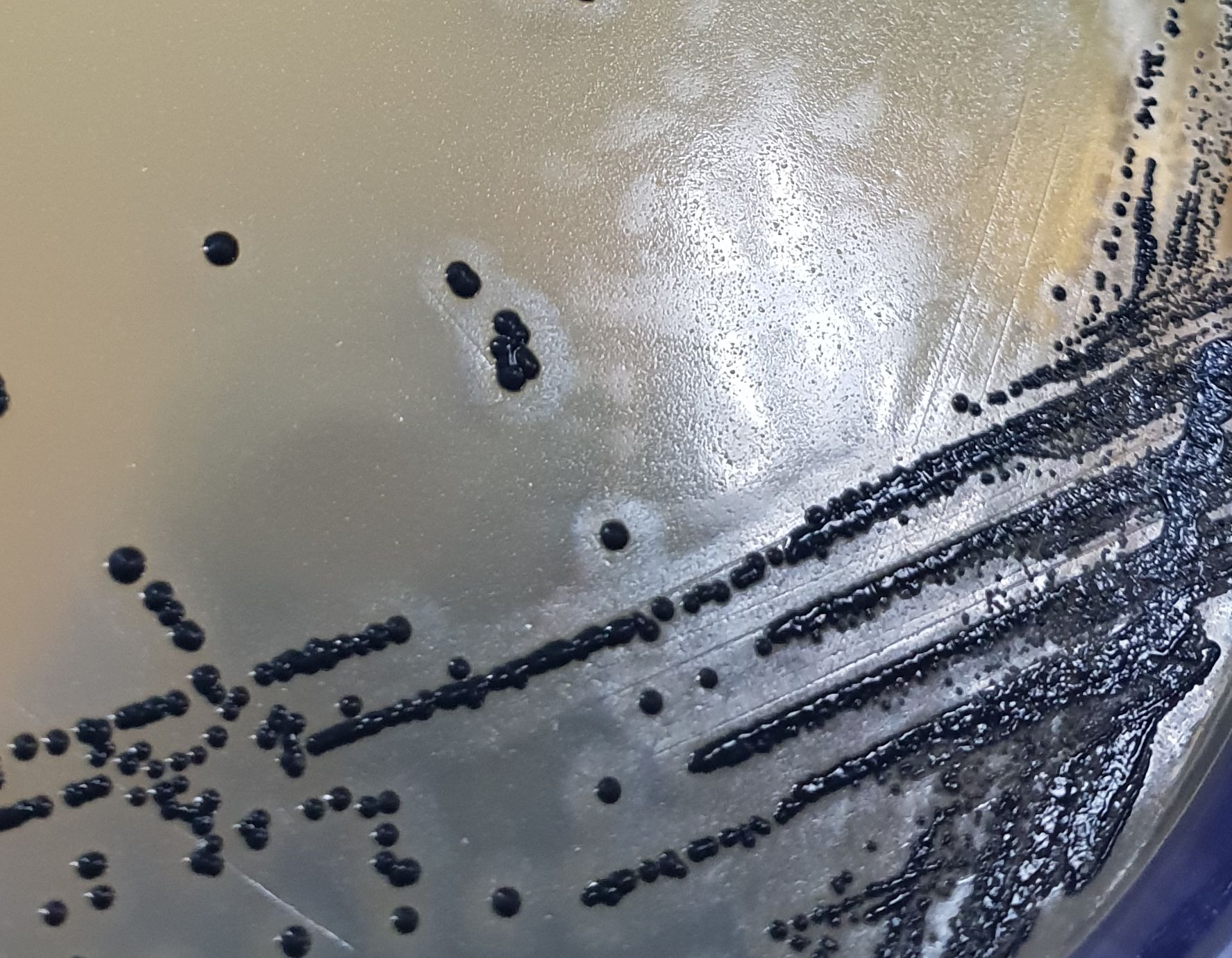  [식품공전] 황색포도상구균 미생물 시험법(Staphylococcus aureus)