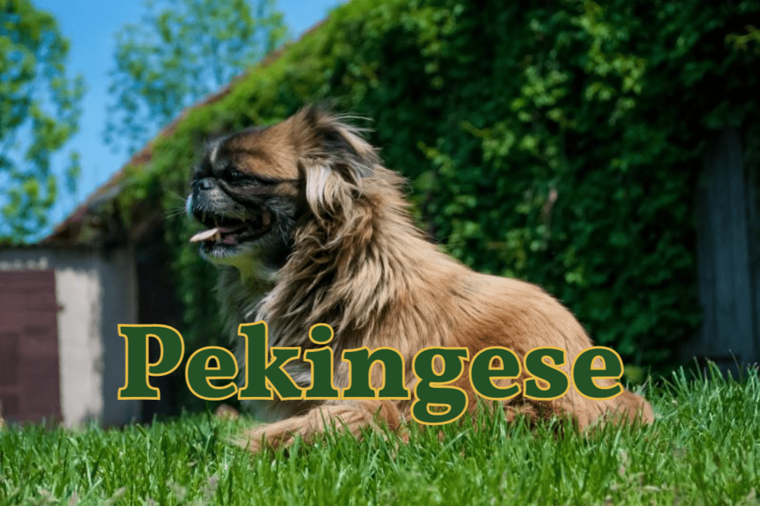 Pekingese